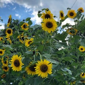 Meet your Posher, Brooklynn